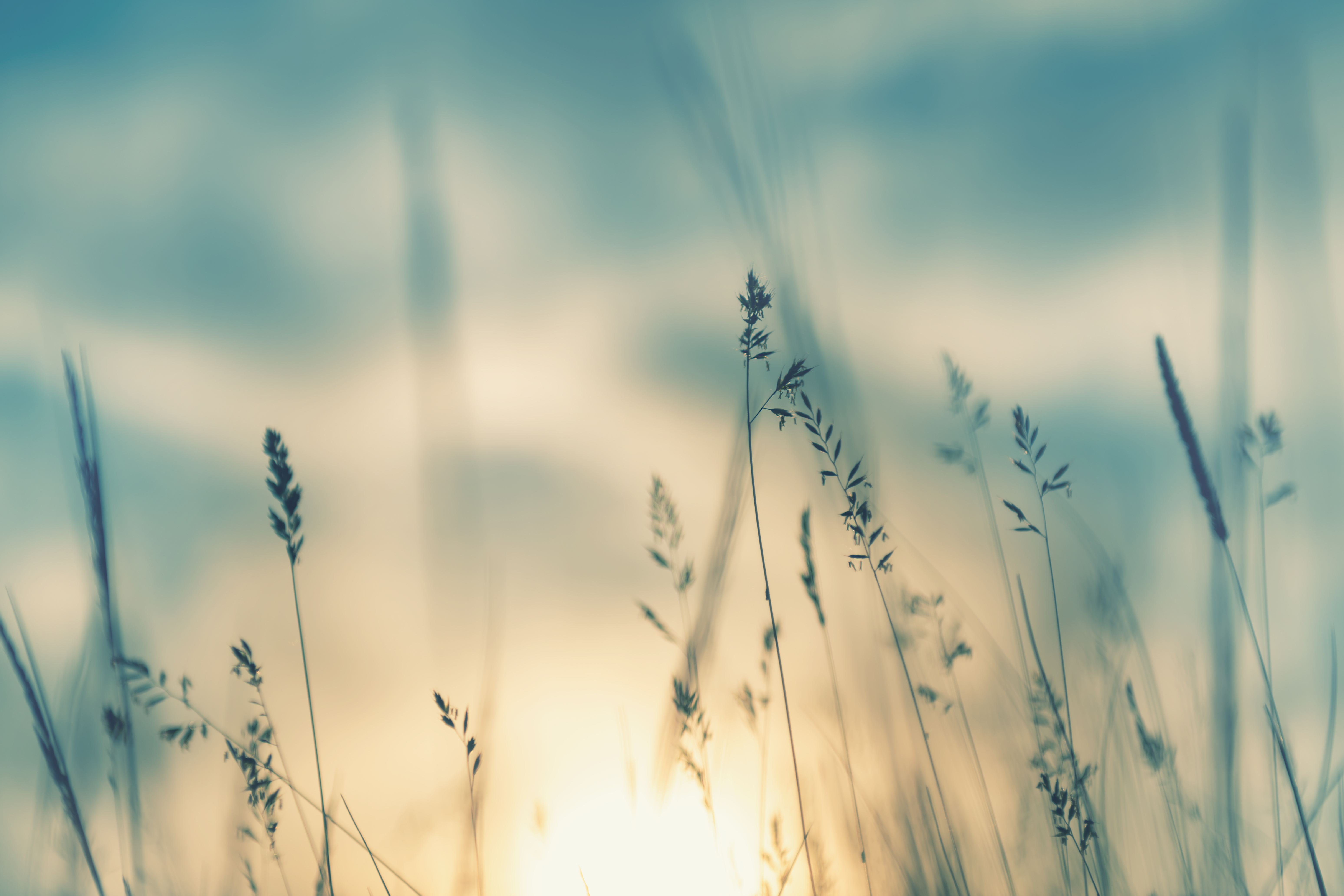 Soft meadow grasses in turquoise and golden morning light